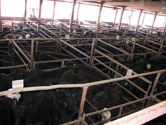 cattle in pens