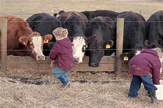 kids feeding cattle