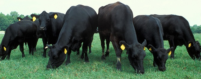 Angus Cattle