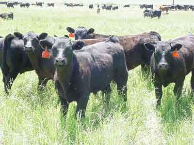 feeder calves