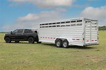 cattle 1