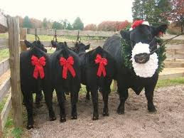 christmas cattle